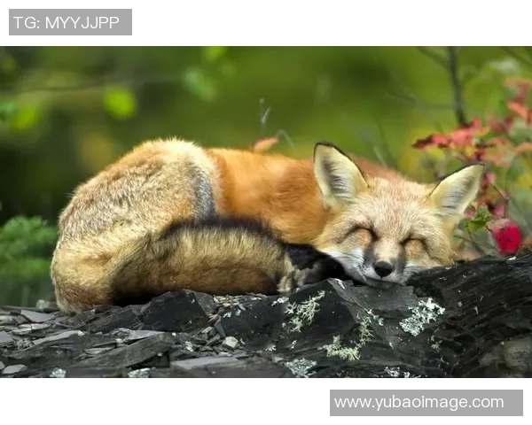 狐狸头像与足球明星女性的完美结合展现独特魅力与风采